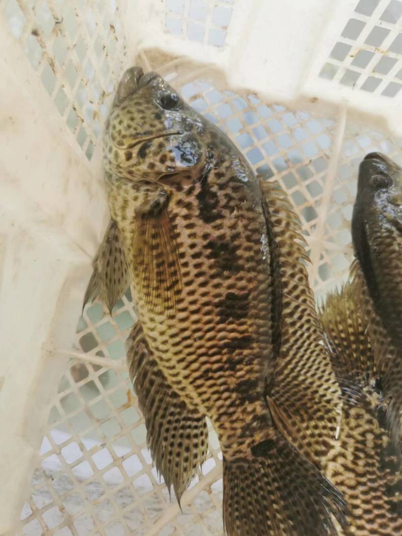 石斑鱼淡水石斑鱼干，花斑鱼，桂花斑鱼风干鱼，盐干鱼半干鱼