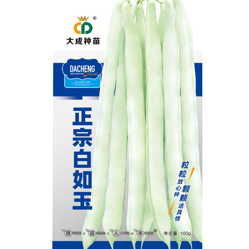 正宗白如玉中蔬蔓生型芸豆种子100g青白条扁圆形架豆子