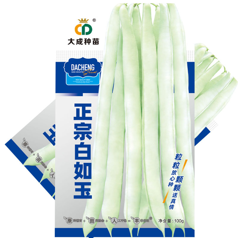 正宗白如玉中蔬蔓生型芸豆种子100g青白条扁圆形架豆子