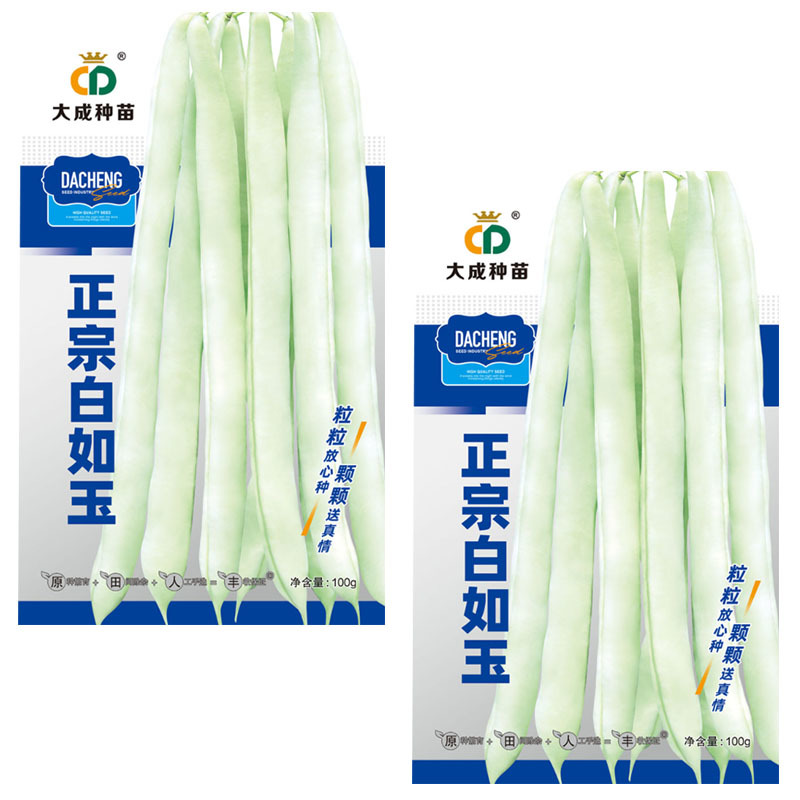 正宗白如玉中蔬蔓生型芸豆种子100g青白条扁圆形架豆子