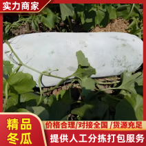 精品白皮冬瓜大量上市欢迎联系全国发货，保质保量