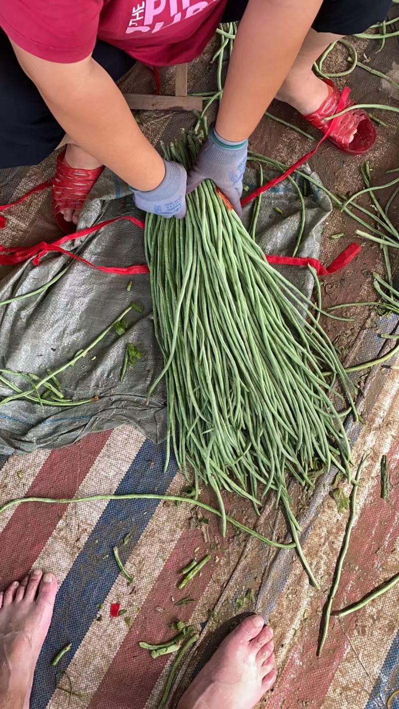 【热卖】豆角青条豆角豇豆产地直供一手货源欢迎咨询