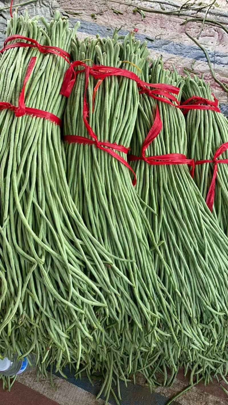 【热卖】豆角青条豆角豇豆产地直供一手货源欢迎咨询