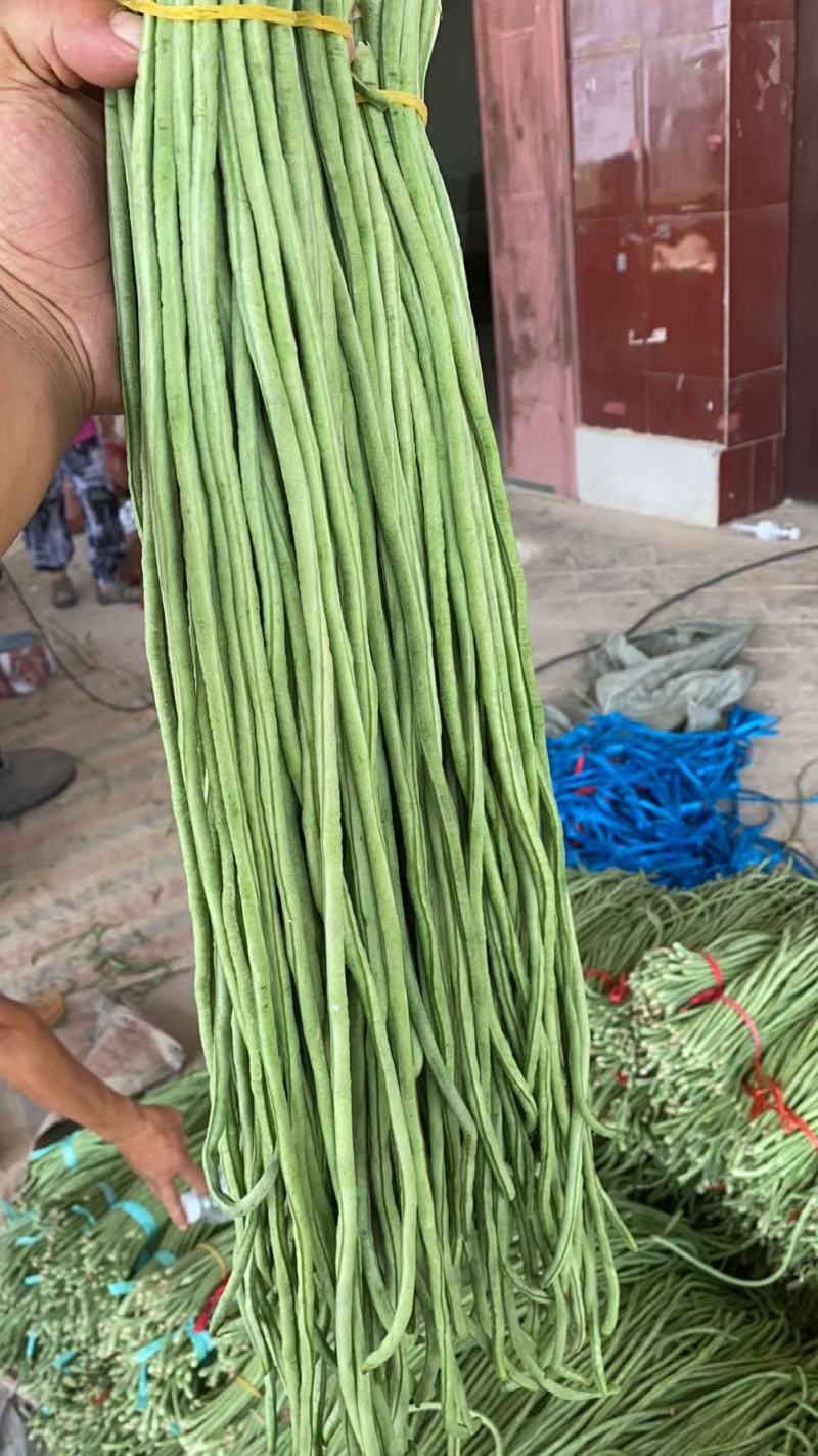【热卖】豆角青条豆角豇豆产地直供一手货源欢迎咨询