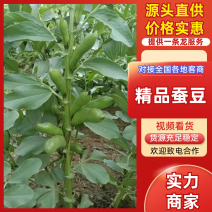 精品新鲜蚕豆大白皮蚕豆质量保障量大从优全国可发货