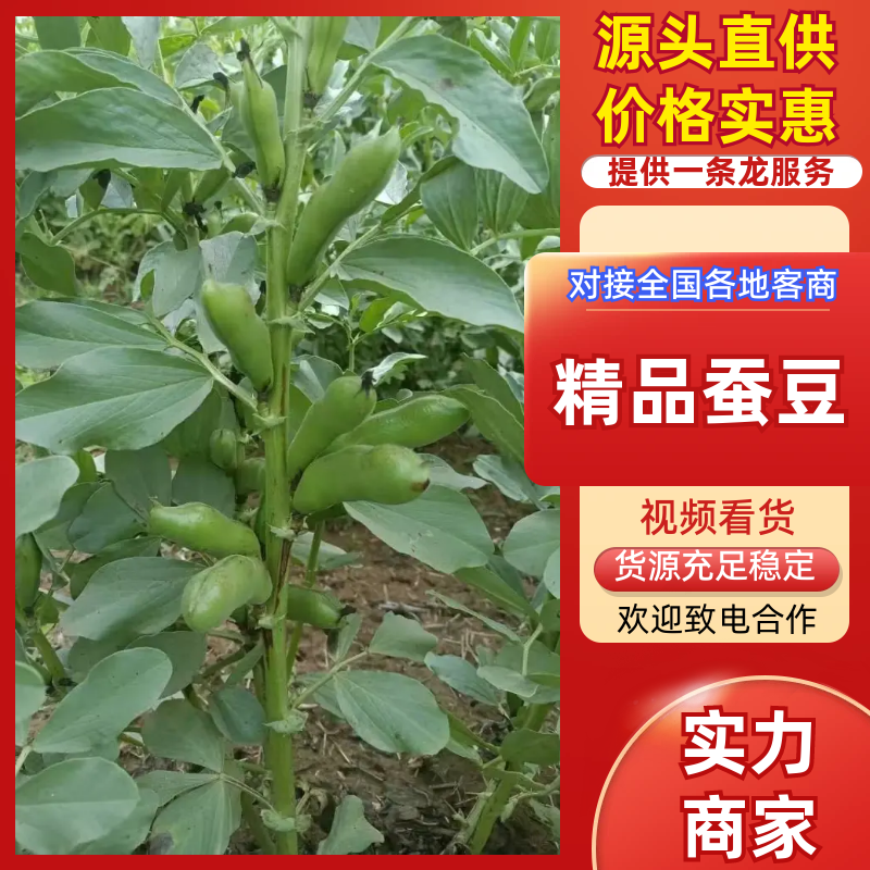 【实力精品蚕豆一手货源产地直发可供商超市场批