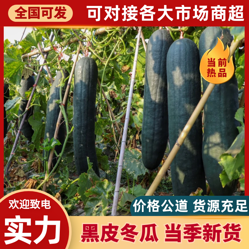 【实力】海南吊冬瓜一手货源诚信经营货发全国