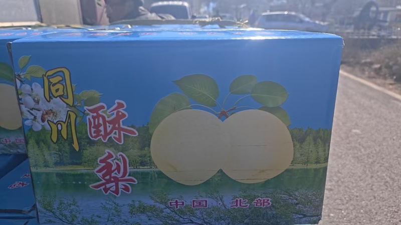 【热卖中】同川酥梨产地果园直发价格实惠一件代发包邮