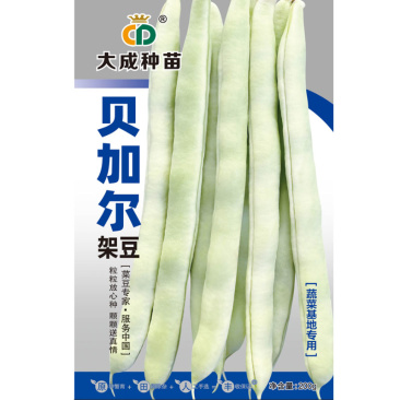 贝加尔架豆种子菜豆籽蔬菜基地种植中熟蔓生芸豆圆扁形