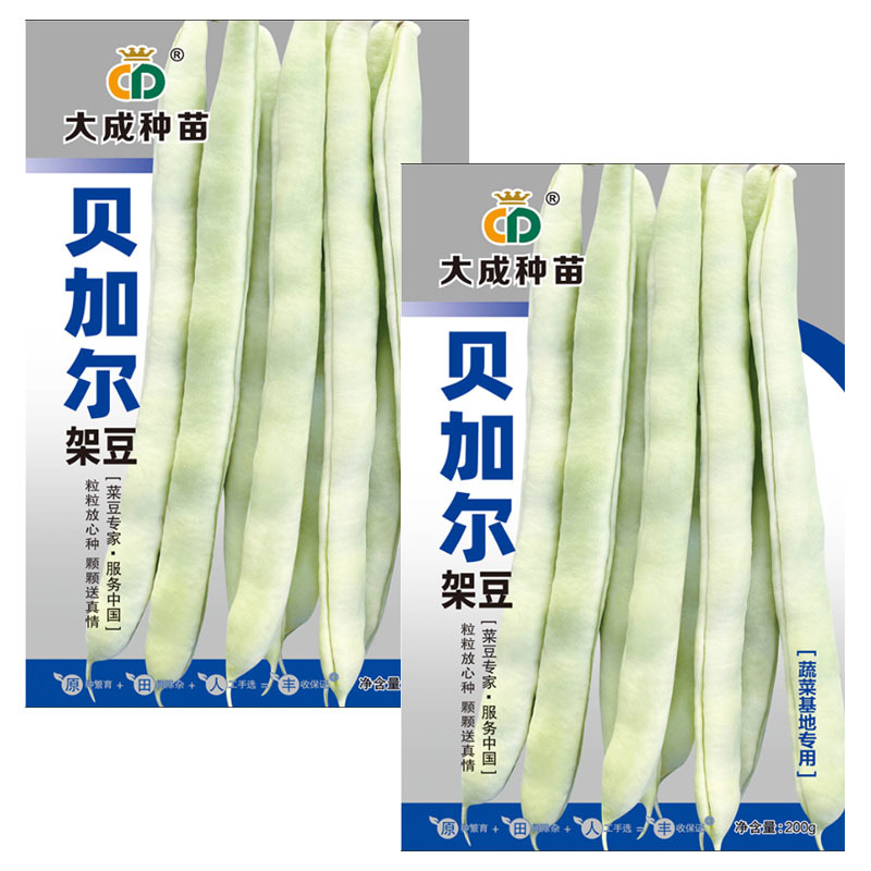 贝加尔架豆种子菜豆籽蔬菜基地种植中熟蔓生芸豆圆扁形
