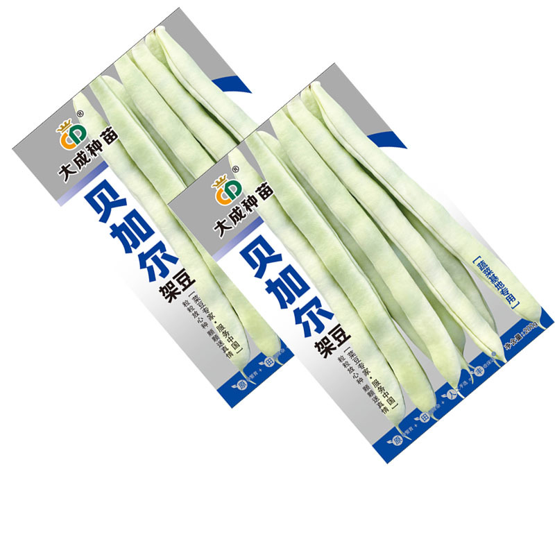 贝加尔架豆种子菜豆籽蔬菜基地种植中熟蔓生芸豆圆扁形