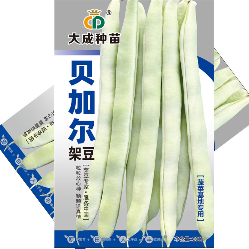 贝加尔架豆种子菜豆籽蔬菜基地种植中熟蔓生芸豆圆扁形