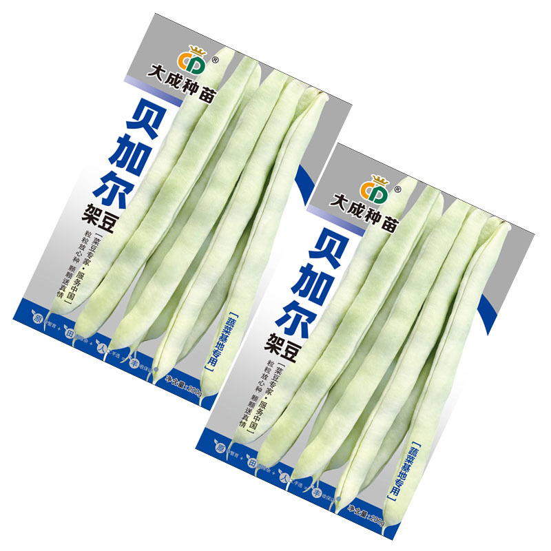 贝加尔架豆种子菜豆籽蔬菜基地种植中熟蔓生芸豆圆扁形