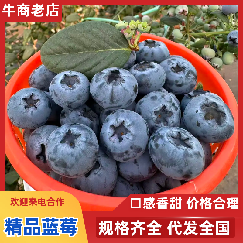 云南蒙自蓝莓品质保证服务周到产地直销价格美丽欢迎咨询