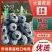 云南蒙自蓝莓品质保证服务周到产地直销价格美丽欢迎咨询