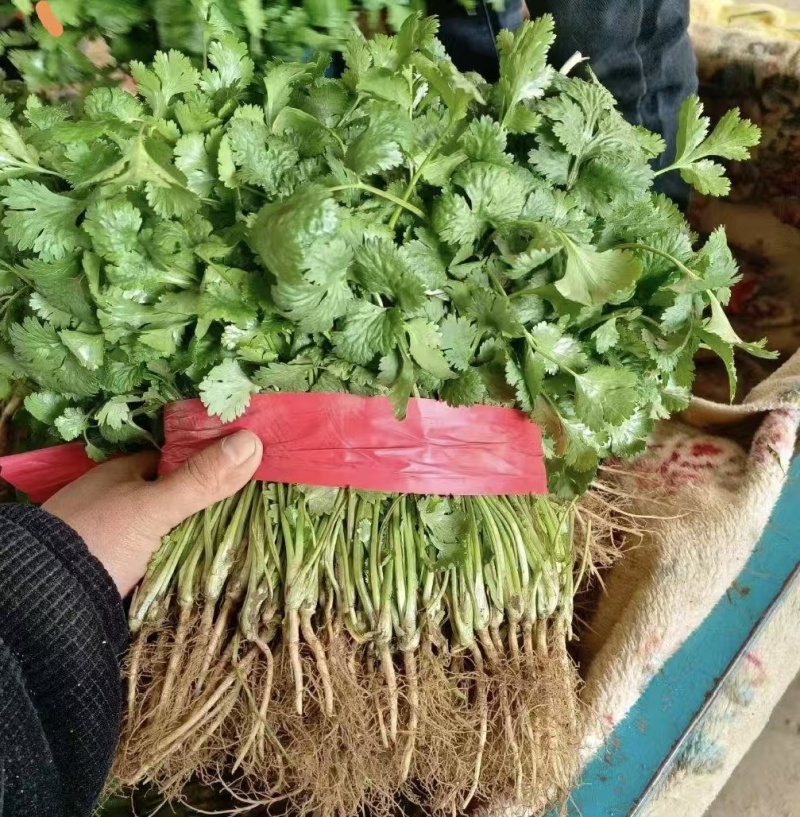 推荐山西香菜大叶香菜货源充足一手货源实力代发全国