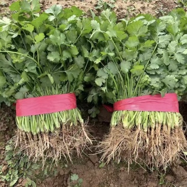 推荐山西香菜大叶香菜货源充足一手货源实力代发全国