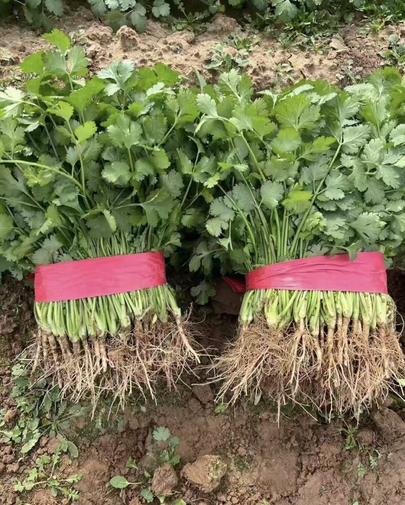 推荐山西香菜大叶香菜货源充足一手货源实力代发全国