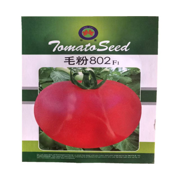 毛粉802番茄种子高产粉果西红柿种子口感老品种