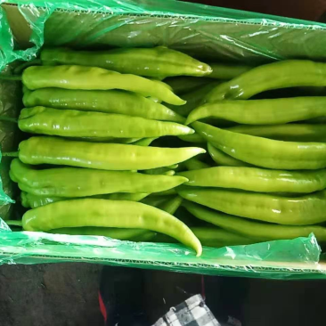 黄皮尖椒皮亮质优货源充足质优价廉进店咨询