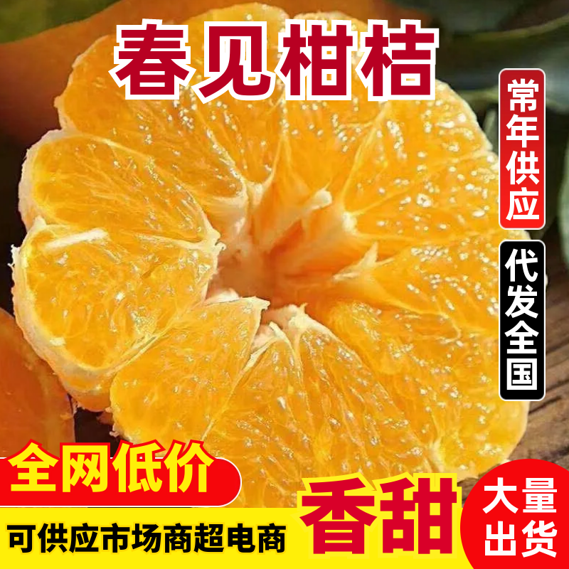 四川春见耙耙柑大量上市/新鲜现摘质量保证/量大从优