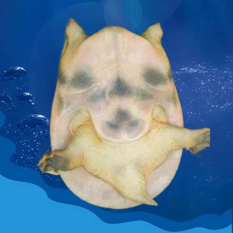 外塘生态黄公甲鱼