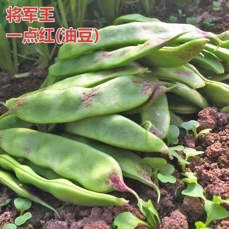 真好吃地油豆种子不上架油豆角开锅烂地油豆种籽春秋播种不易
