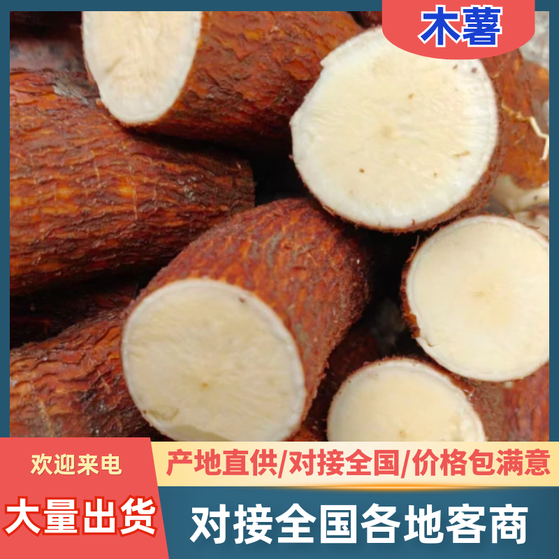 华南九号黄肉木薯品质保证服务周到产地直发价格美丽