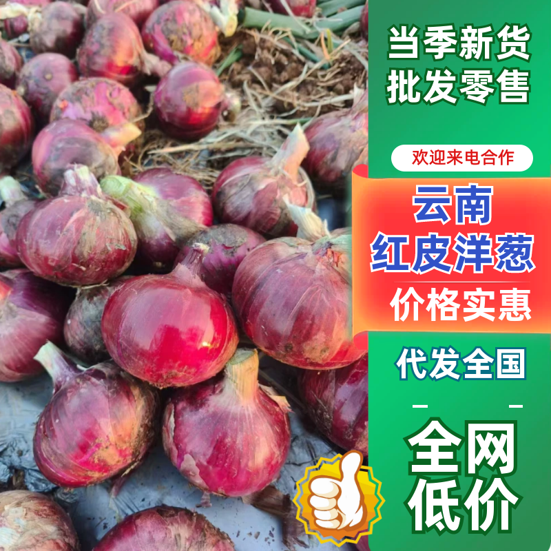 云南红皮洋葱一手货源全国发货可视频看货量大价优