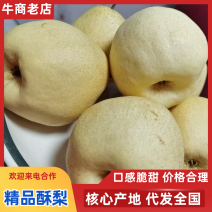 精品酥梨果面干净果肉酥脆价格不贵客户打包分拣我们是一条龙