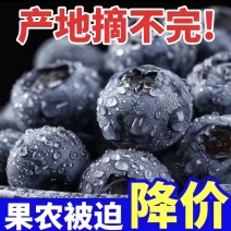【热卖蓝莓】L25L11F6H5蓝莓产地一手货