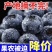 【热卖蓝莓】L25L11F6H5蓝莓产地一手货
