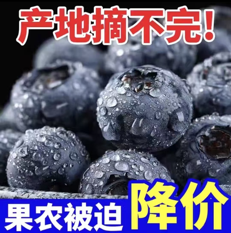 【热卖蓝莓】L25L11F6H5蓝莓产地一手货