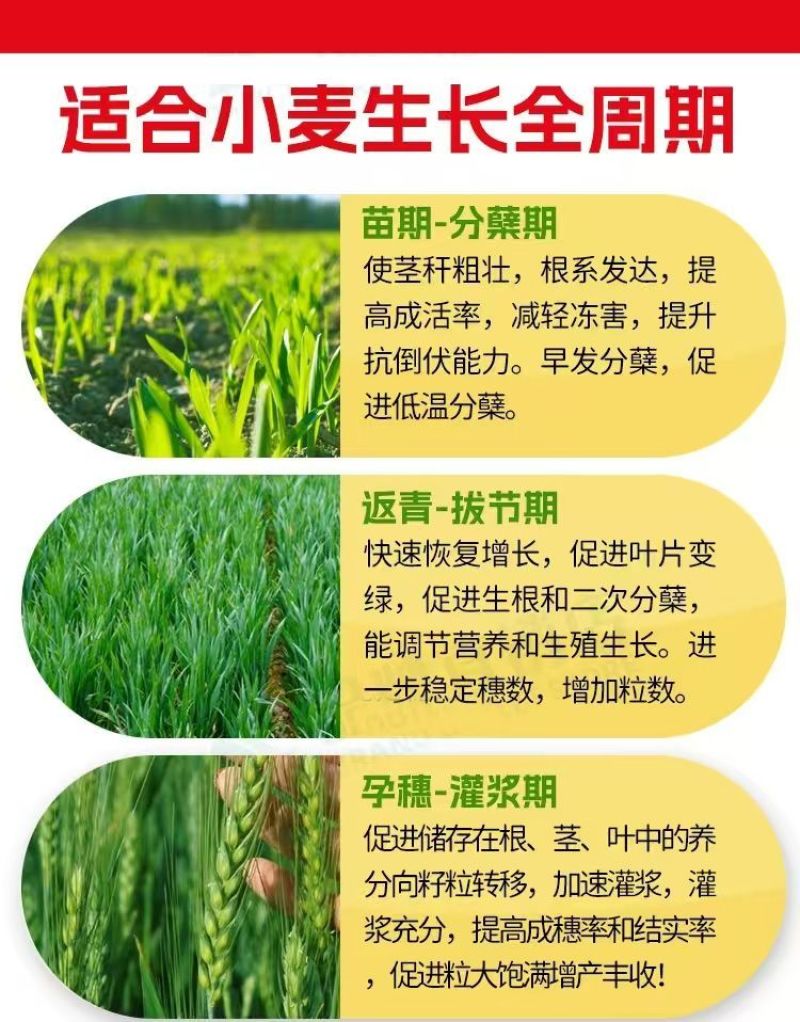 麦黄金增产肥小麦生根壮苗抗倒伏分蘖灌浆增产专用叶面肥