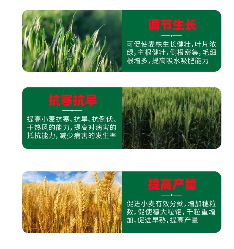 麦黄金增产肥小麦生根壮苗抗倒伏分蘖灌浆增产专用叶面肥