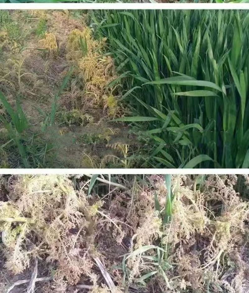 小麦苗后专用除草剂48%2甲氯双氟阔叶杂草播娘蒿烂根灭草