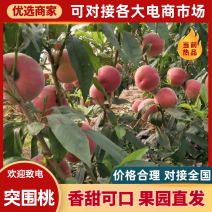 乐亭精品红梅桃上市现摘现发一手货源品质保证欢迎来电