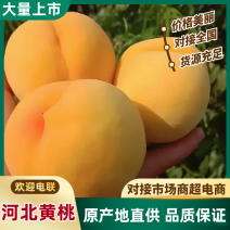 乐亭精品黄金蜜桃上市现摘现发品质保证支持视频看货