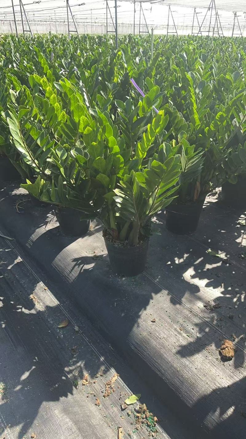 【金钱树】雪铁芋海南基地直发各种规格齐全量大从优