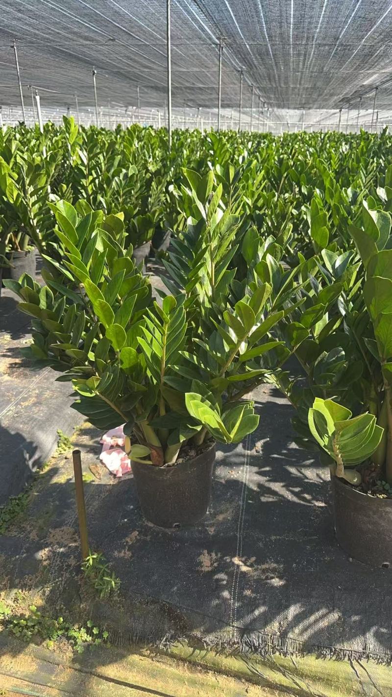 【金钱树】雪铁芋海南基地直发各种规格齐全量大从优