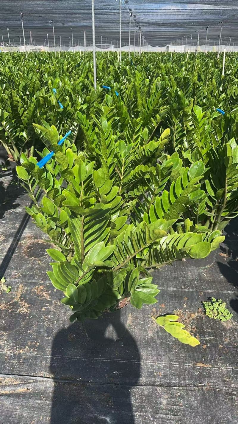 【金钱树】雪铁芋海南基地直发各种规格齐全量大从优