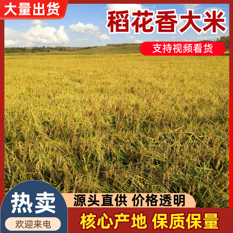 【大米】新米上市稻花香长粒香圆粒米欢迎订购