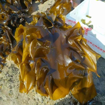 大连鲜品海带整颗鲜海带自家种植全国国货可视频