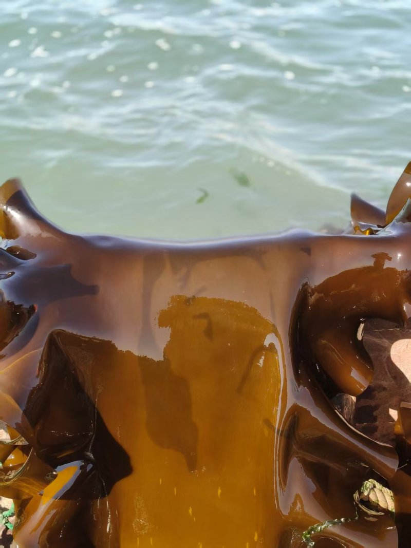 大连鲜品海带整颗鲜海带自家种植全国国货可视频