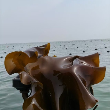 精品鲜海带对接电商市场商超自己种植可视频看货