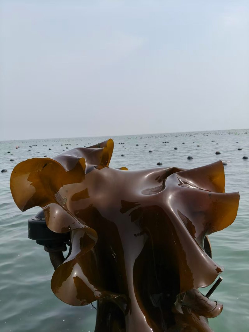 精品鲜海带对接电商市场商超自己种植可视频看货