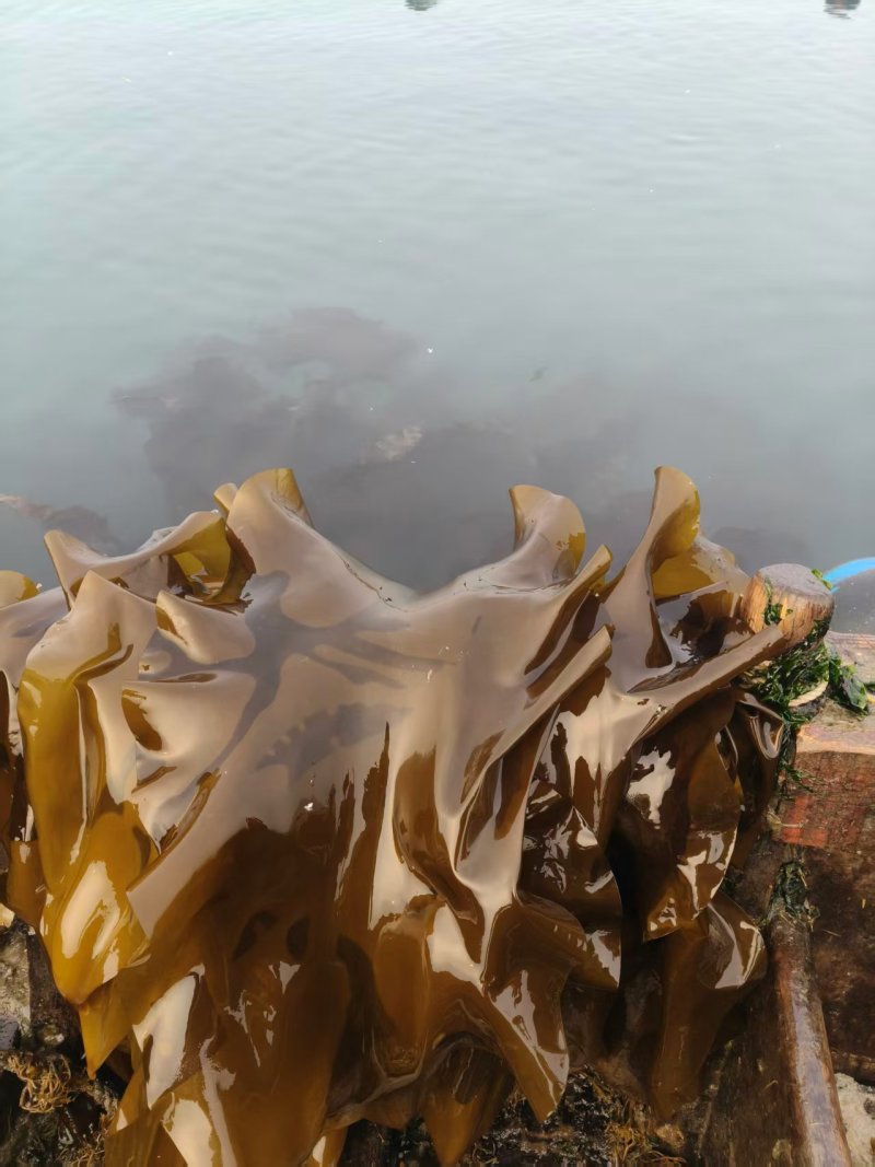 精品鲜海带对接电商市场商超自己种植可视频看货