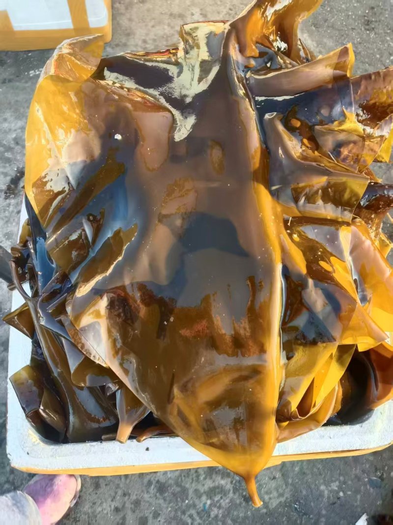 精品鲜海带对接电商市场商超自己种植可视频看货