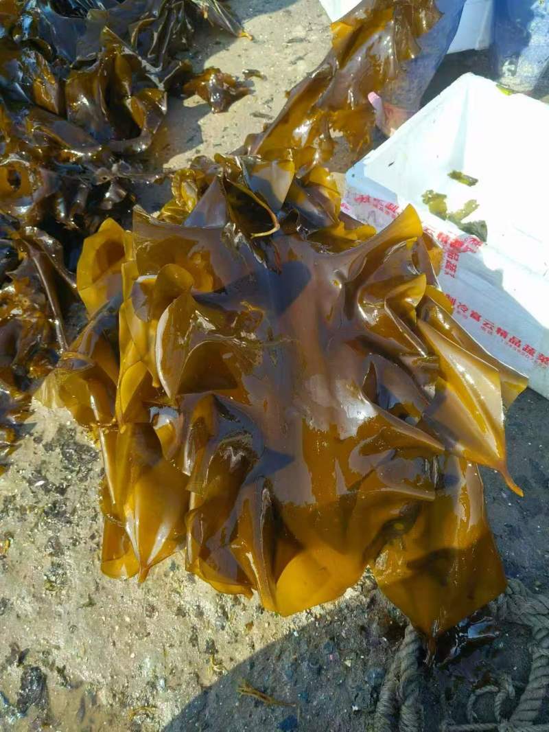 辽宁产地自家海域鲜海带一手货源全国发货可视频看货