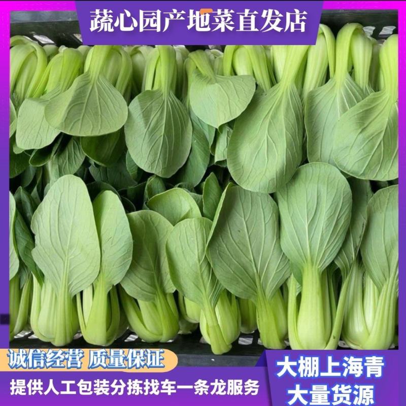 精品油菜上海青/量大从优/产地直发/一手货源/诚信经营